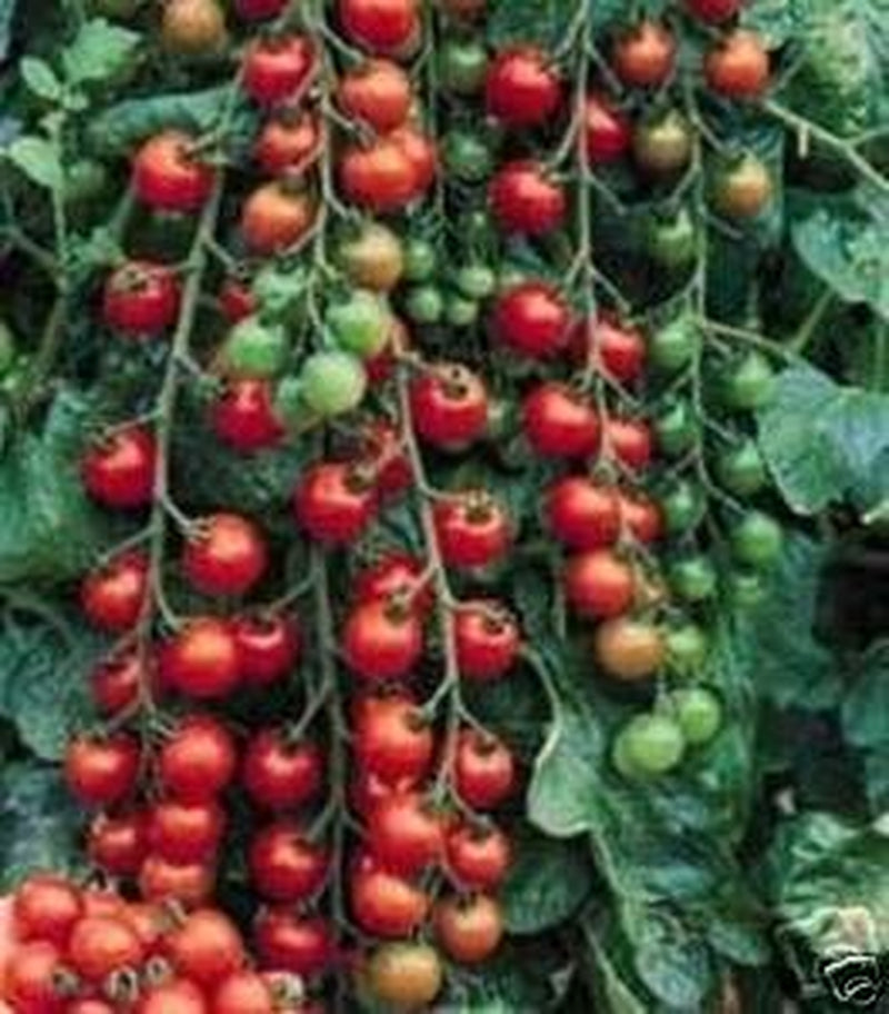 Tomato Small Cherry Basket Pack Garden Heirloom Vegetable - Bulk 5,000 Seeds